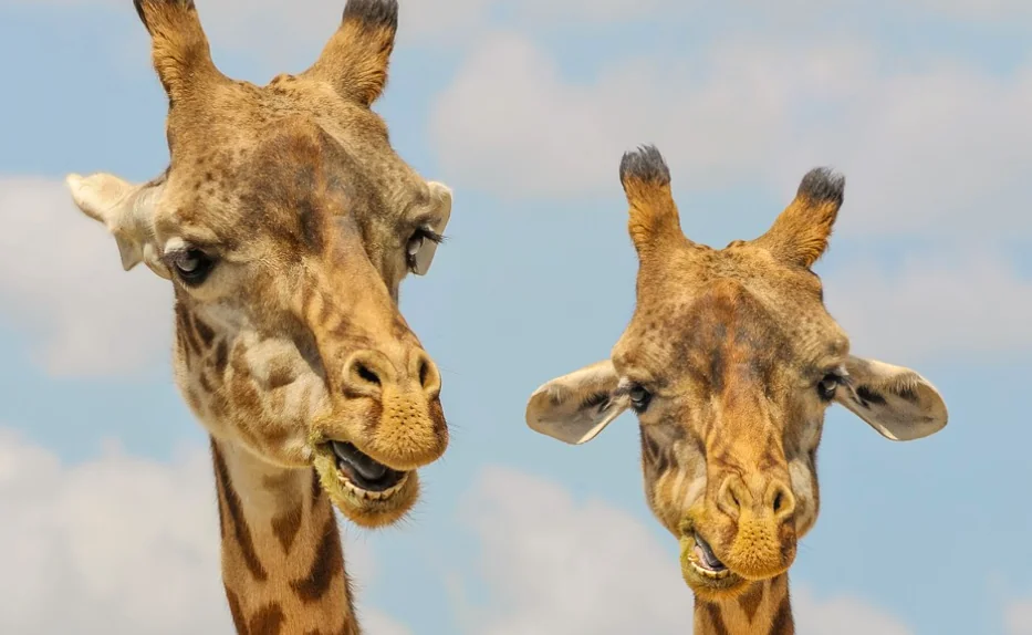 Giraffe, solidarietà e amicizia tra femmine